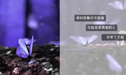 平面設計師夢蝶